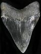 Serrated, Megalodon Tooth - South Carolina #22581-1